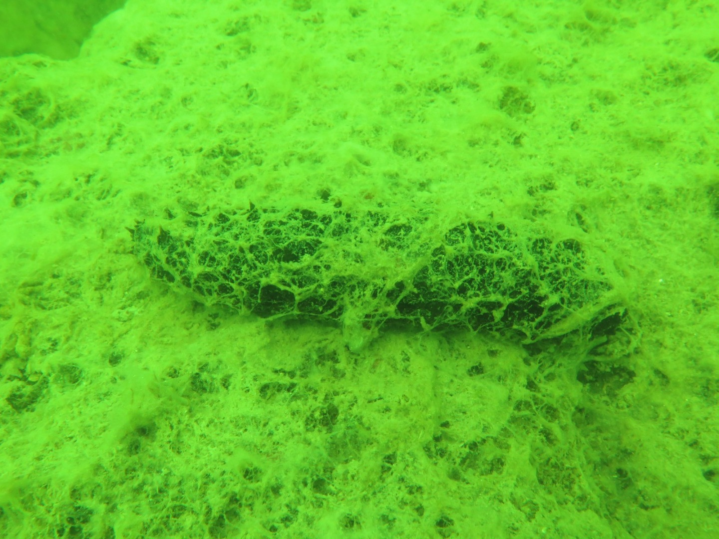 Marmara'nın dibinde hayat yok. Marmara'nın öldüğünün resmidir - Resim: 10