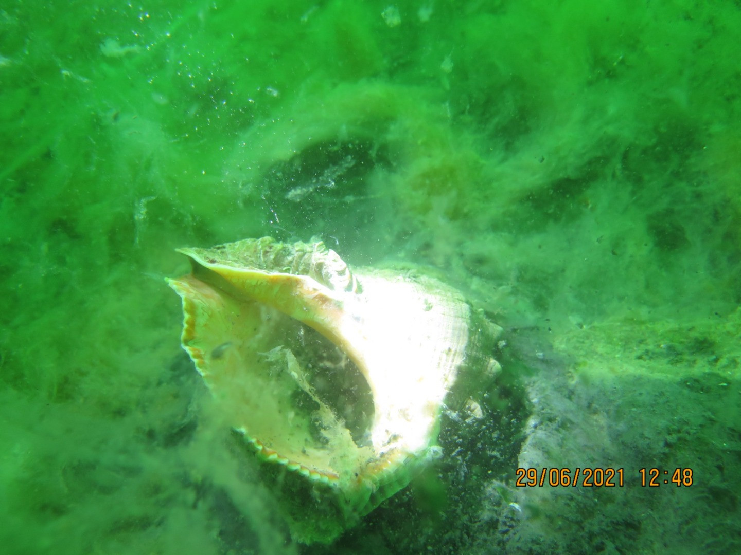Marmara'nın dibinde hayat yok. Marmara'nın öldüğünün resmidir - Resim: 4
