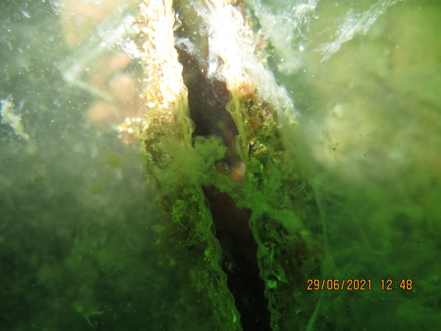 Marmara'nın dibinde hayat yok. Marmara'nın öldüğünün resmidir - Resim: 3