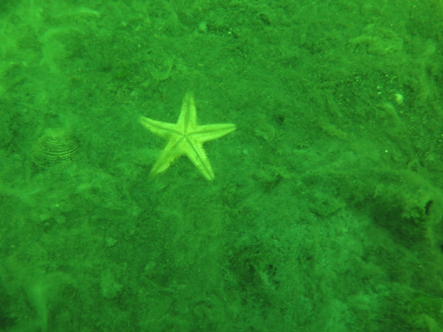 Marmara'nın dibinde hayat yok. Marmara'nın öldüğünün resmidir - Resim: 12