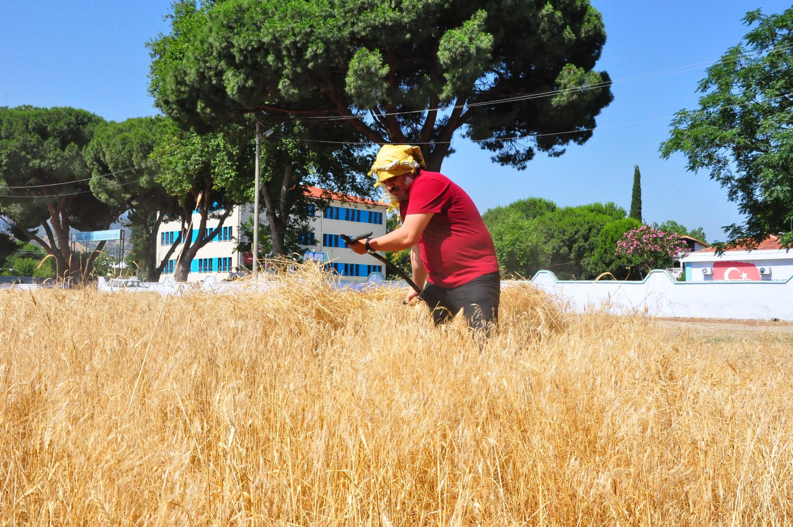 Okul müdürü öğrencileri için çiftçi oldu - Resim: 4