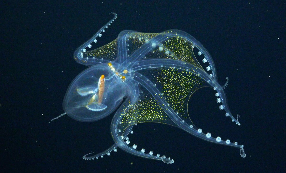 Cam Ahtapot ilk kez görüntülendi - Resim: 5