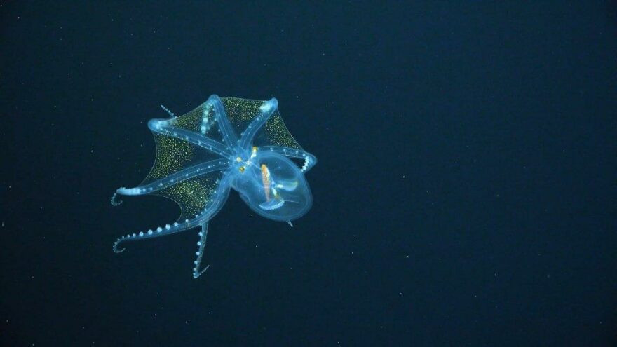 Cam Ahtapot ilk kez görüntülendi - Resim: 4