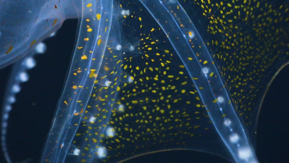 Cam Ahtapot ilk kez görüntülendi - Resim: 2