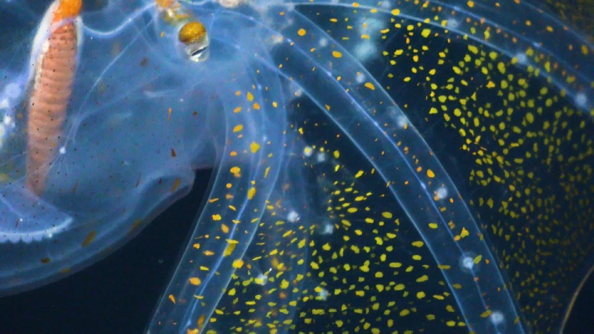 Cam Ahtapot ilk kez görüntülendi - Resim: 1