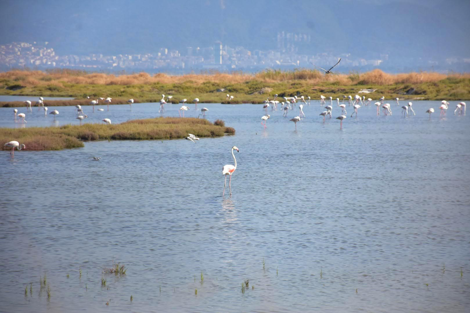 Tuz Gölü'nün ardından bu defa Gediz Deltası! Korkutan manzara - Resim: 5