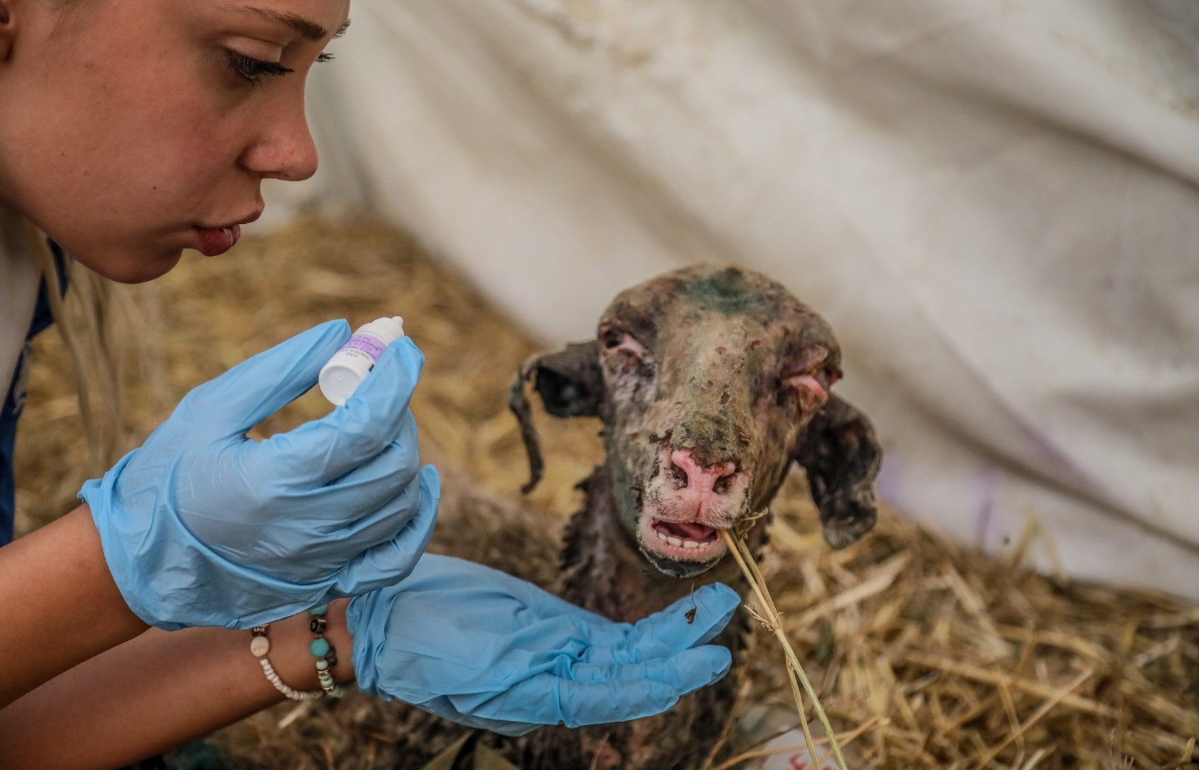 Yangınların acı tablosu ortaya çıktı - Resim: 28