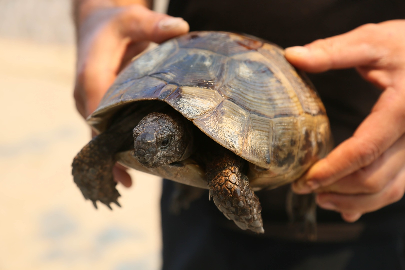 Yangınların acı tablosu ortaya çıktı - Resim: 16