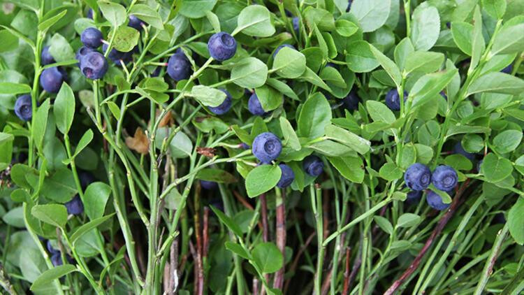 Vücuda girer girmez etkisini gösteriyor - Resim: 4