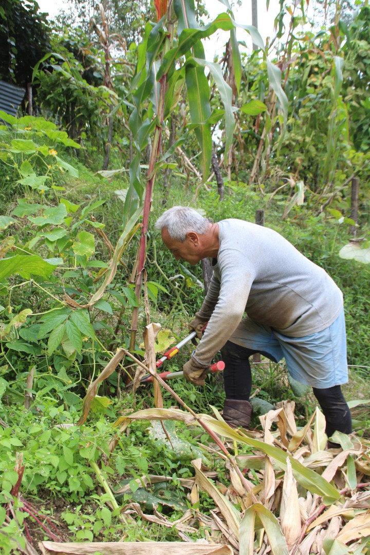 Atandığı ülkeye gidemeyen büyükelçi kendini bağ bahçe işlerine verdi - Resim: 4