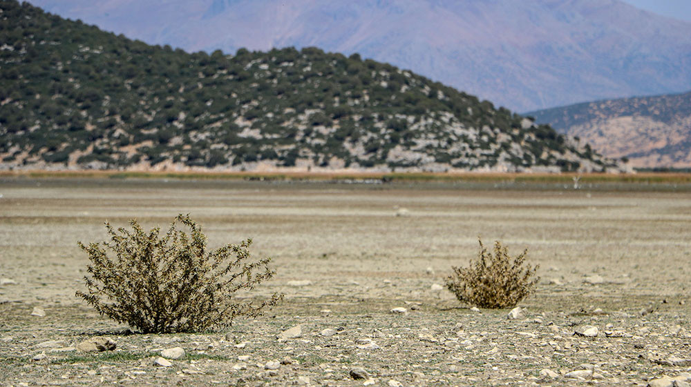 Tamamen kurudu! Artık hayvanlar otluyor - Resim: 2