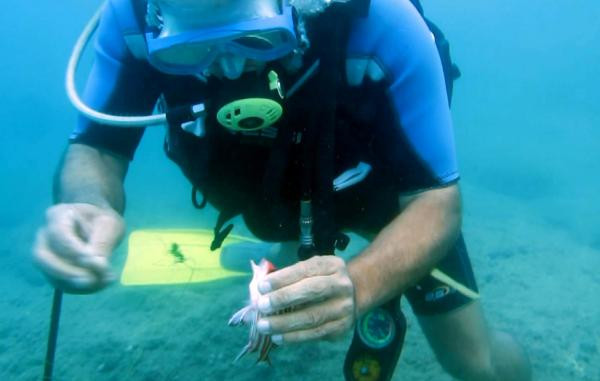 Denize girenleri elektrik gibi çarpıyor. Uzmanlar uyardı - Resim: 5
