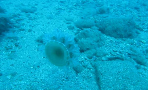 Denize girenleri elektrik gibi çarpıyor. Uzmanlar uyardı - Resim: 3