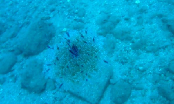 Denize girenleri elektrik gibi çarpıyor. Uzmanlar uyardı - Resim: 2