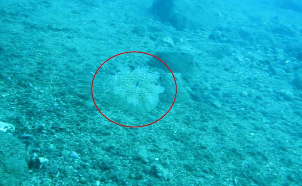 Denize girenleri elektrik gibi çarpıyor. Uzmanlar uyardı - Resim: 1