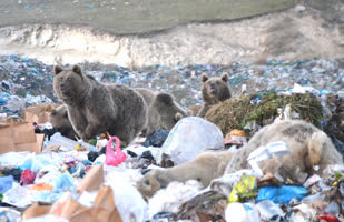 Bozayılar çöplüğe indi. Bu görüntüler Kars'ta çekildi - Resim: 4