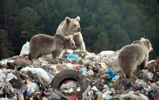 Bozayılar çöplüğe indi. Bu görüntüler Kars'ta çekildi - Resim: 5