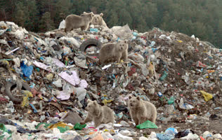 Bozayılar çöplüğe indi. Bu görüntüler Kars'ta çekildi - Resim: 2