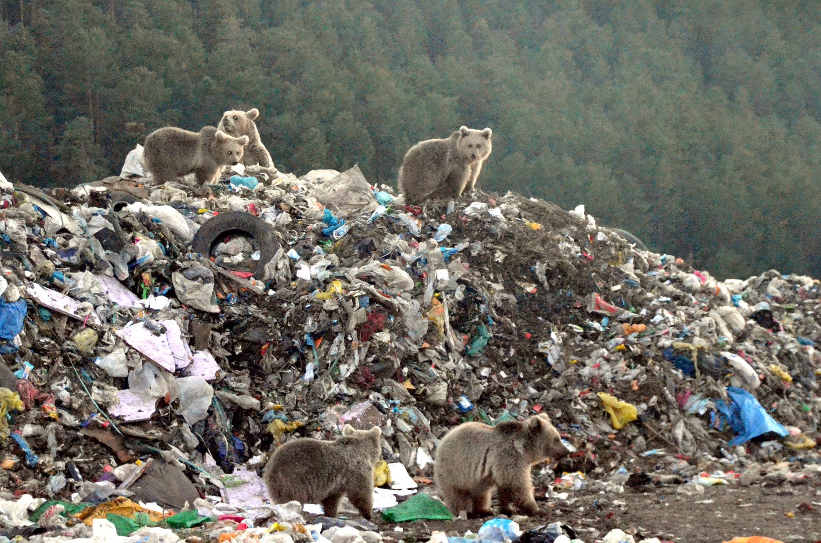Bozayılar çöplüğe indi. Bu görüntüler Kars'ta çekildi - Resim: 7