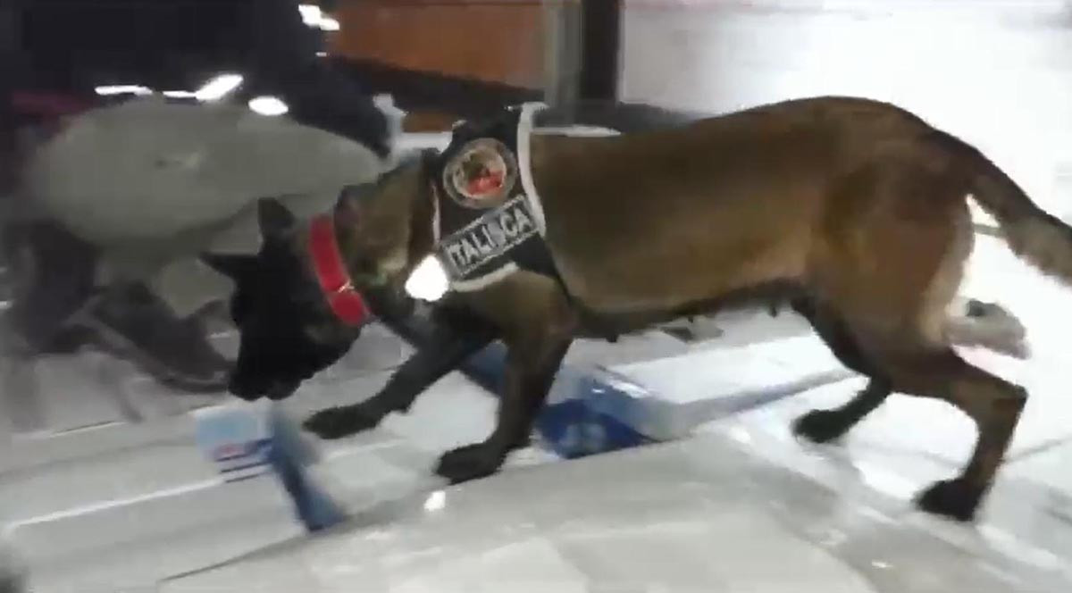 TIR dorsesine gizlenen eroini ‘Talisca’ buldu - Resim: 1