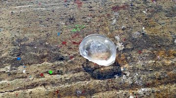 Marmara'da denizanası uyarısı - Resim: 4