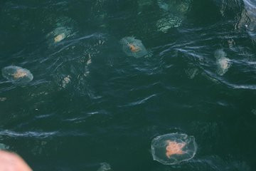 Marmara'da denizanası uyarısı - Resim: 2