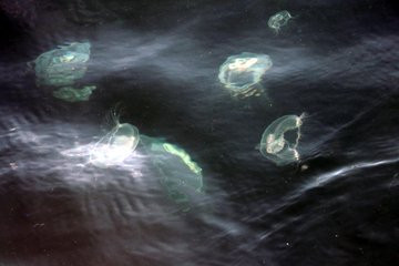 Marmara'da denizanası uyarısı - Resim: 3