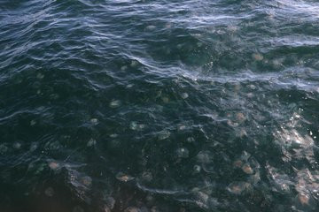 Marmara'da denizanası uyarısı - Resim: 1