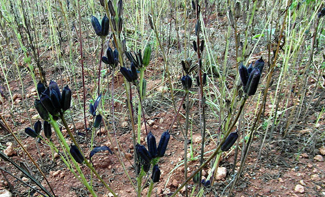 İkiz kızları istedi, profesör babaları susamı renklendirdi - Resim: 2