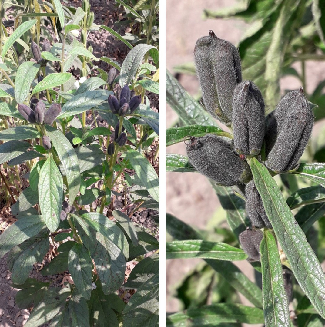 İkiz kızları istedi, profesör babaları susamı renklendirdi - Resim: 3