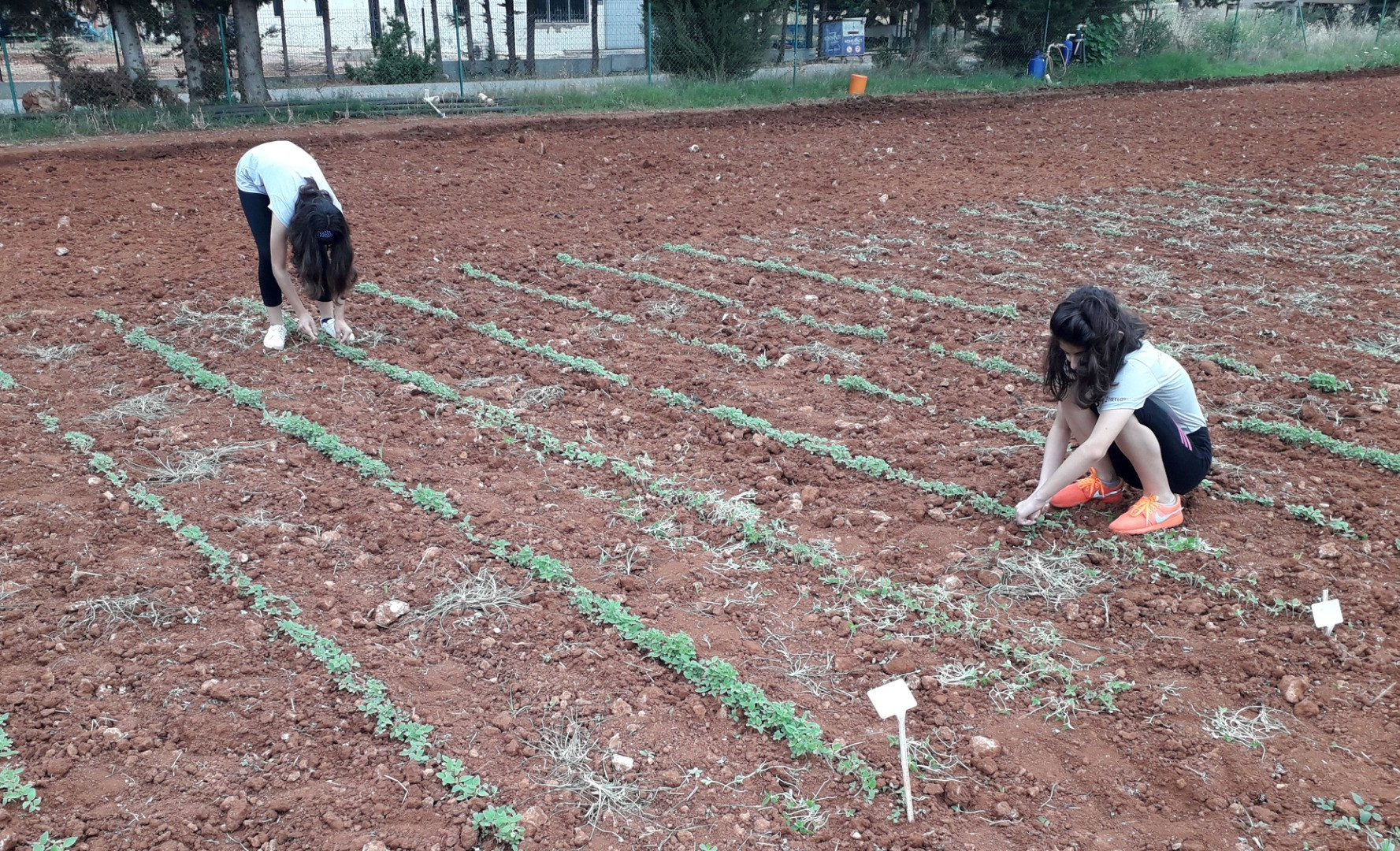 İkiz kızları istedi, profesör babaları susamı renklendirdi - Resim: 1