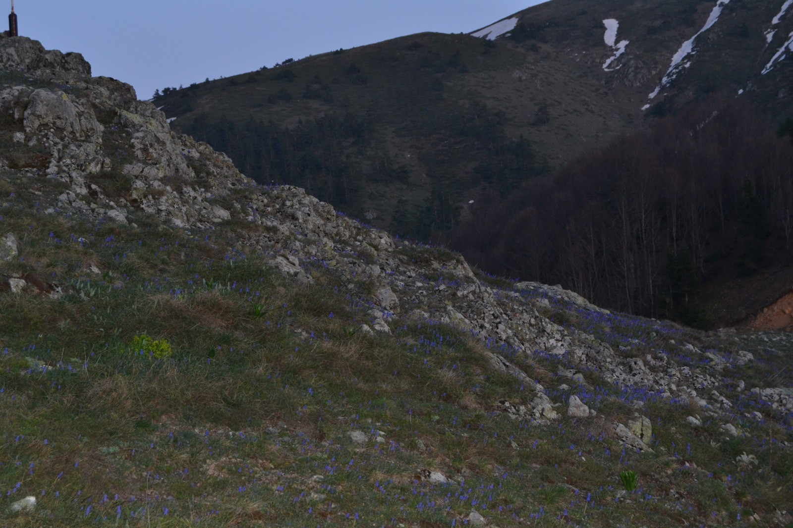 Yedigöller Milli Parkı'nda yeni bitki türü keşfedildi - Resim: 11