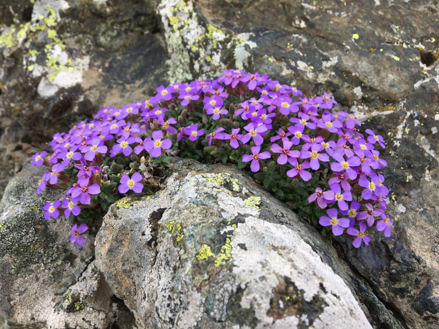 Yedigöller Milli Parkı'nda yeni bitki türü keşfedildi - Resim: 7