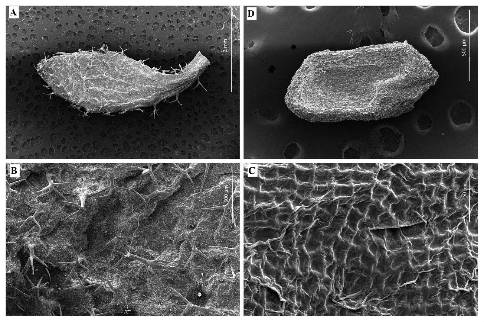 Yedigöller Milli Parkı'nda yeni bitki türü keşfedildi - Resim: 10