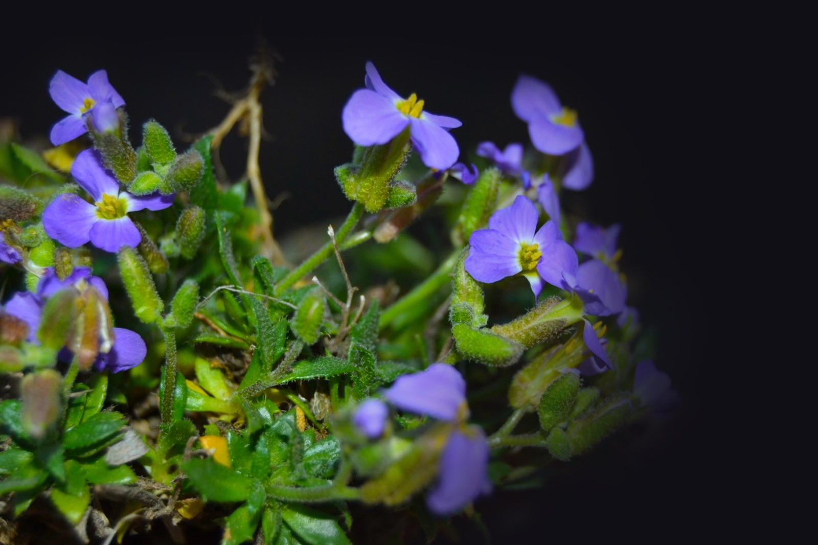 Yedigöller Milli Parkı'nda yeni bitki türü keşfedildi - Resim: 5