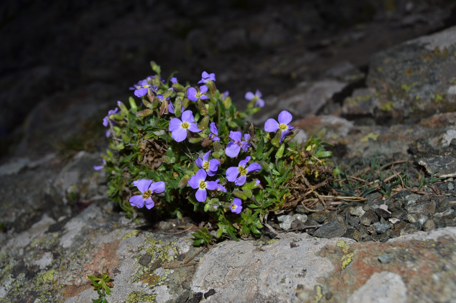 Yedigöller Milli Parkı'nda yeni bitki türü keşfedildi - Resim: 8