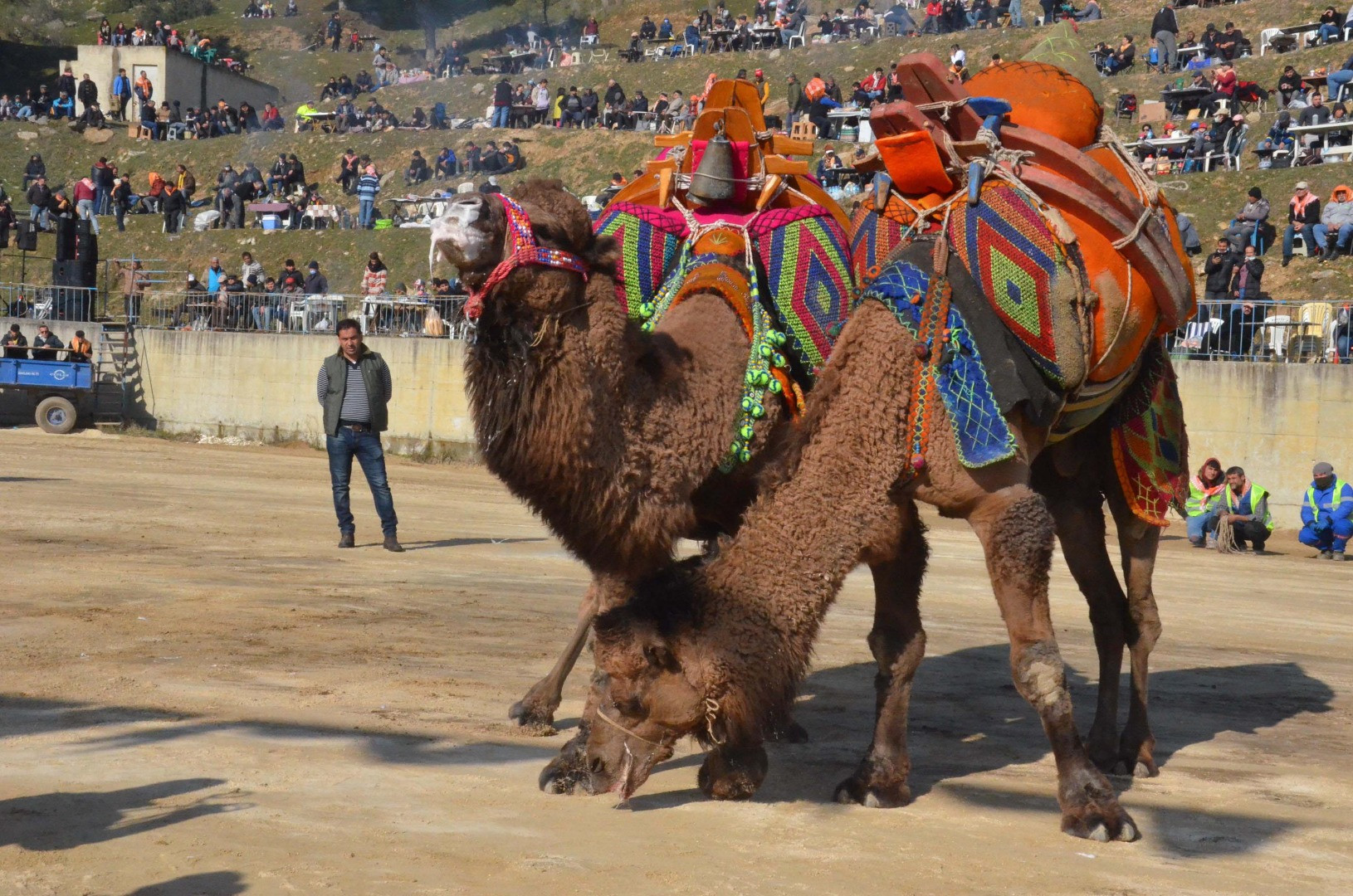 Deve güreşi festivalinde renkli görüntüler - Resim: 12