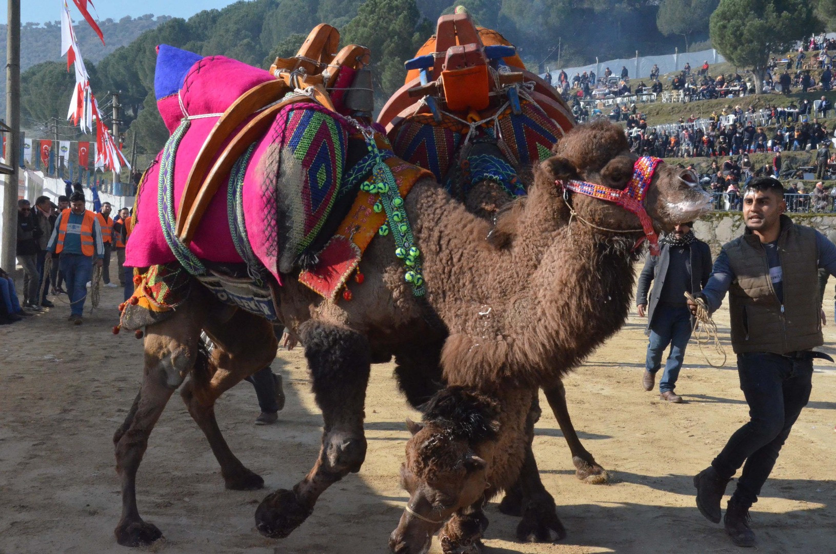 Deve güreşi festivalinde renkli görüntüler - Resim: 11