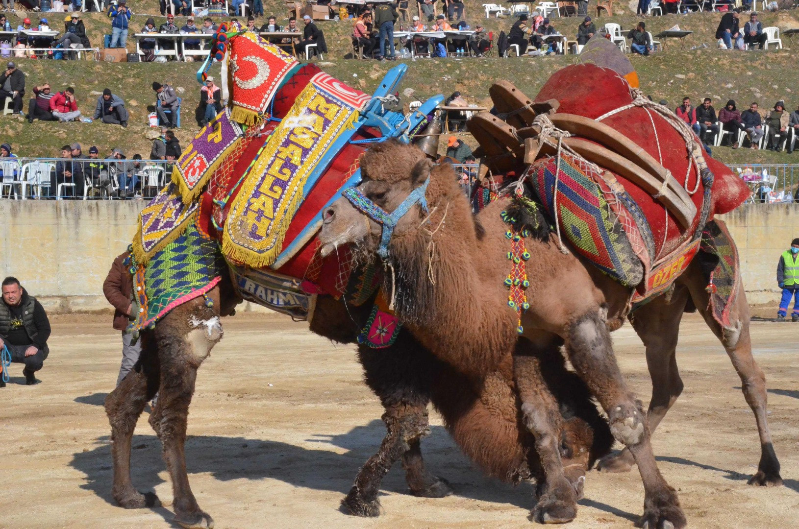 Deve güreşi festivalinde renkli görüntüler - Resim: 7