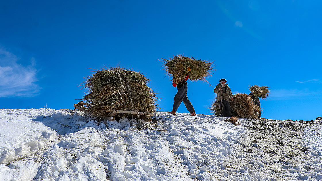 Hayvanları için biriktirdikleri otları karlı zirvelerden bakın nasıl indiriyorlar - Resim: 3