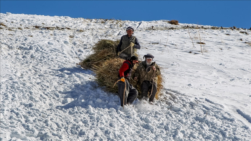 Hayvanları için biriktirdikleri otları karlı zirvelerden bakın nasıl indiriyorlar - Resim: 1