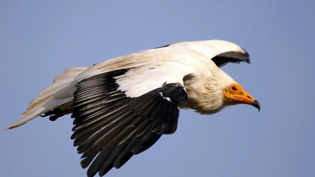 "Bu hayvanlar Türkiye'de var mıymış" diyeceğiniz türler - Resim: 17