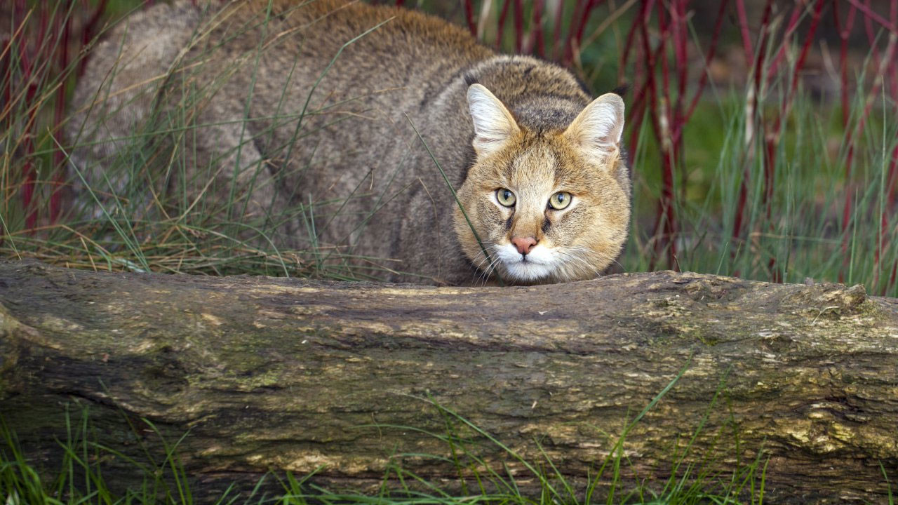 "Bu hayvanlar Türkiye'de var mıymış" diyeceğiniz türler - Resim: 14
