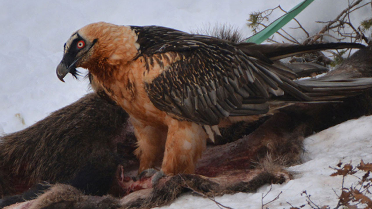 "Bu hayvanlar Türkiye'de var mıymış" diyeceğiniz türler - Resim: 13