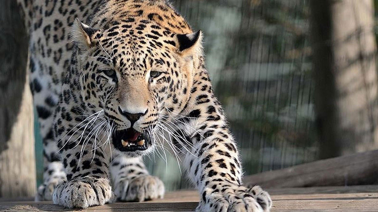 "Bu hayvanlar Türkiye'de var mıymış" diyeceğiniz türler - Resim: 12