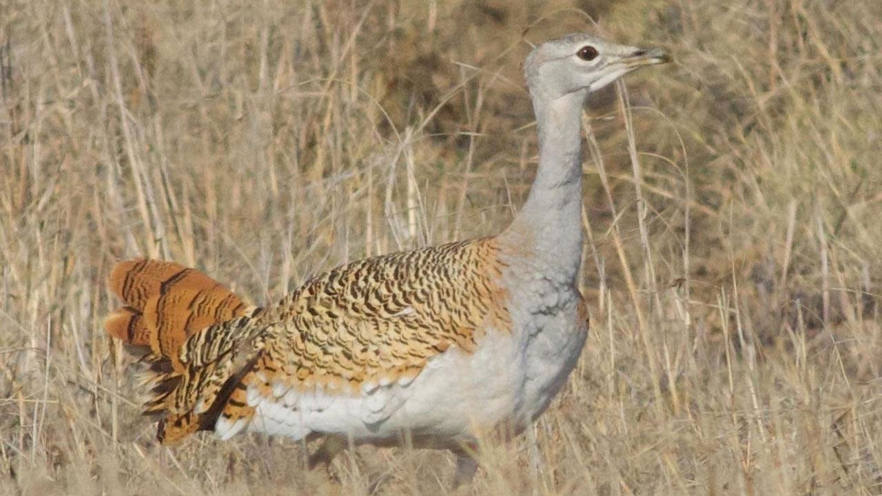 "Bu hayvanlar Türkiye'de var mıymış" diyeceğiniz türler - Resim: 11