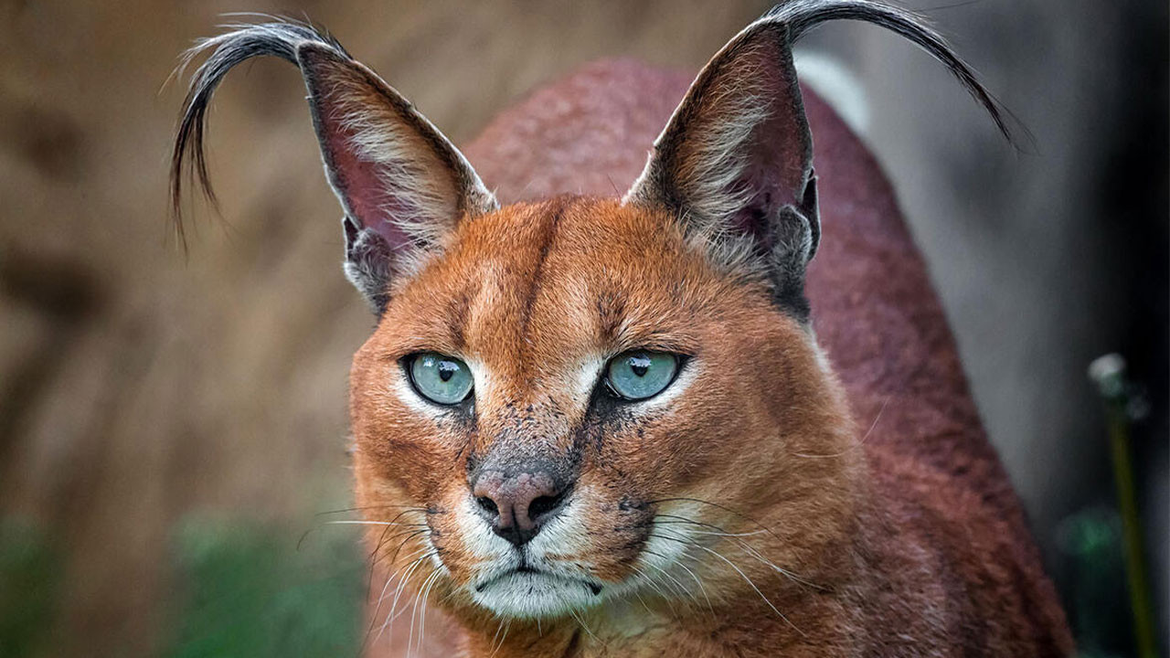 "Bu hayvanlar Türkiye'de var mıymış" diyeceğiniz türler - Resim: 10