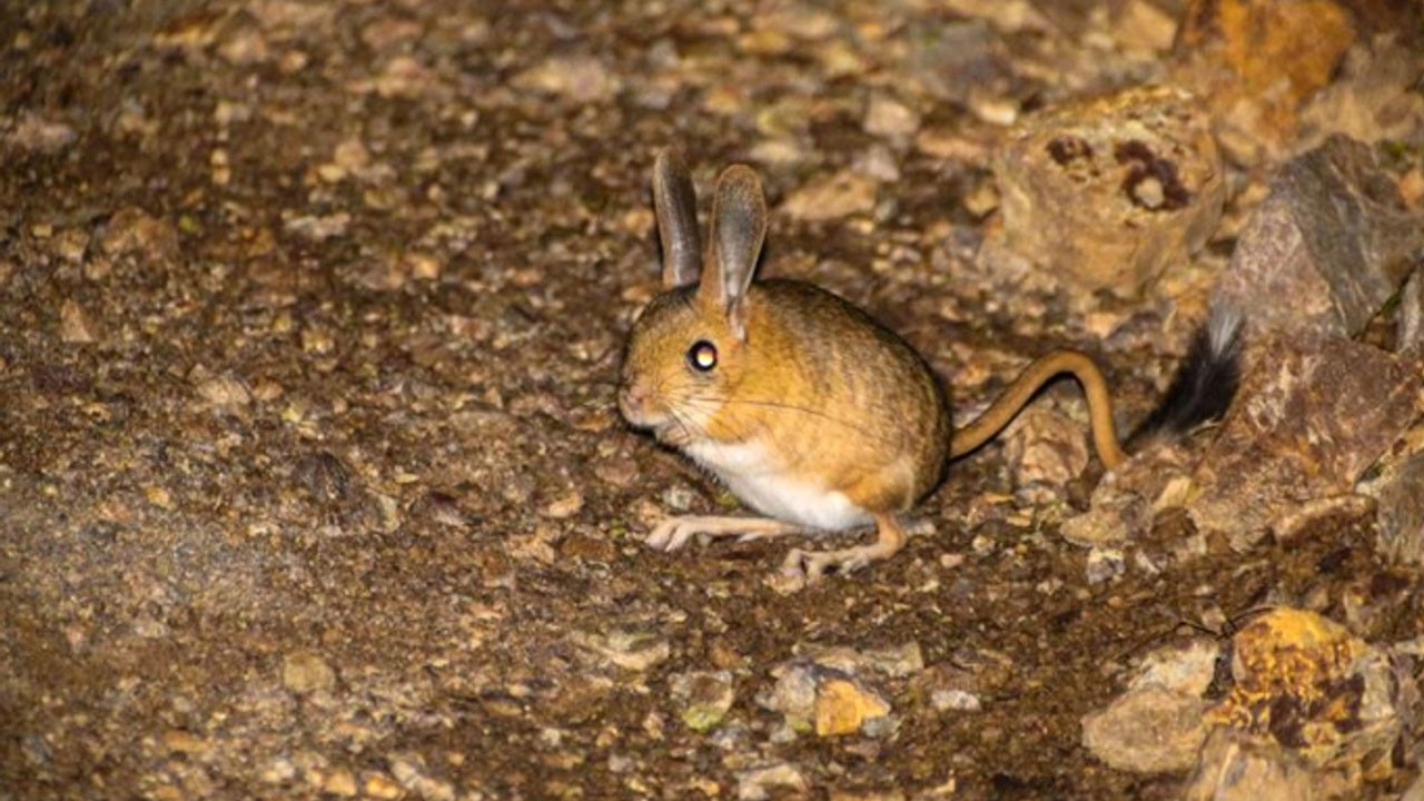 "Bu hayvanlar Türkiye'de var mıymış" diyeceğiniz türler - Resim: 8