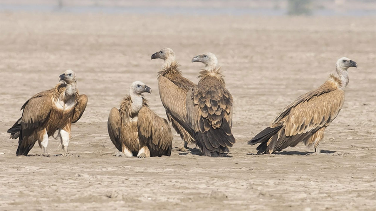 "Bu hayvanlar Türkiye'de var mıymış" diyeceğiniz türler - Resim: 6