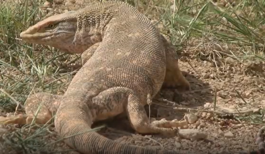 "Bu hayvanlar Türkiye'de var mıymış" diyeceğiniz türler - Resim: 5